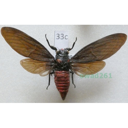 Huechys sanguinea (DeGeer, 1773) Indonesia, Flores33c